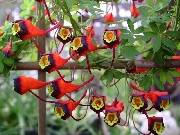 Tropioleum tricolorum